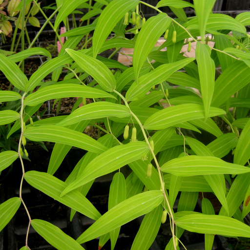 Polygonatum lasianthum